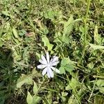 Cichorium intybusBlüte