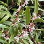 Sarcococca orientalis Květ