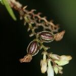 Podochilus scalpelliformis Fruto
