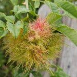 Acalypha aristata Flor