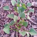 Claytonia rubra Blatt