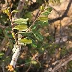 Rhamnus staddo Leaf