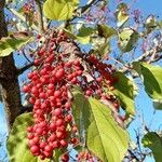 Idesia polycarpa Fruit