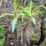 Sonchus canariensis Blatt