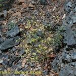 Biscutella rotgesii Habitatea