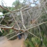 Commiphora pyracanthoides Bark