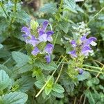 Scutellaria alpina Blüte