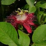 Passiflora cinnabarina Květ