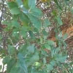 Quercus suber Лист