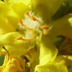 Verbascum lychnitis Flower