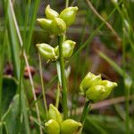 Scheuchzeria palustris Vaisius