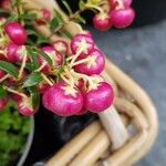 Gaultheria mucronata Fruit