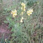 Linaria vulgaris অভ্যাস