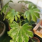 Fatsia japonicaYaprak