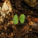 Celtis mildbraedii Habitus