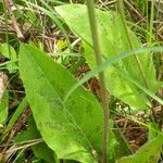 Hieracium murorum List