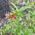 Barleria lupulina Leaf