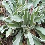 Silene coronaria Leaf