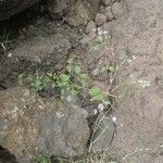 Ageratum conyzoides Plante entière