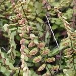 Asplenium trichomanes ഫലം