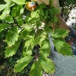 Acer cissifolium Folha