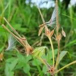 Pelargonium quinquelobatum Fruchs