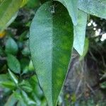 Citrus sinensis Annet