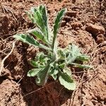 Nidorella aegyptiaca Folha