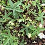 Potentilla alba Hábito