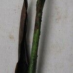 Anthurium obtusilobum Other