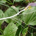 Colchicum alpinum Habit