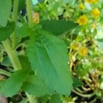 Stevia rebaudiana Hoja