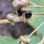 Allium tuberosumFrucht