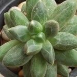 Pachyphytum compactum Liść