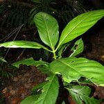 Mussaendopsis beccariana Лист