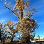 Populus fremontii Leaf