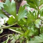 Apium graveolens Leaf