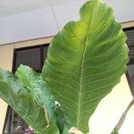 Anthurium hookeri Leaf