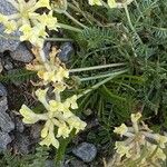 Oxytropis campestris Vekstform