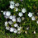 Nemophila maculata Habitus