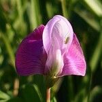 Lathyrus clymenum Λουλούδι