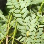 Phyllanthus amarus Liść