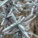 Lavandula × intermedia Leaf