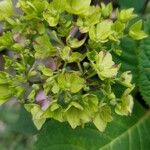 Hydrangea cinerea Leaf