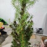 Picea laxa Folha