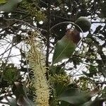 Macadamia integrifolia 花