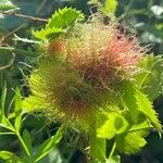 Rosa roxburghii Fruit