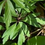 Anemone ranunculoides Leaf