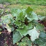 Rheum officinale Feuille