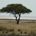 Acacia tortilis Corteza